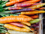 Carottes de couleur