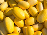 Courge spaghetti BIO