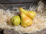 Poire conférence