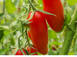 Tomates Cornue des Andes