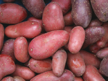 Pommes de terre Cheyenne