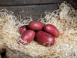 Pommes de terre Chérie