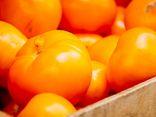 Tomates Verna orange