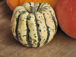 Courge Patidou