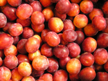 Prune rouge
