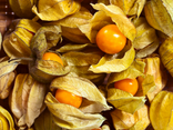 Physalis