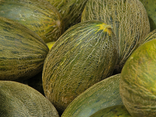 Melon vert découpé