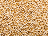 Quinoa blanc