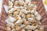 Bulots cuits maison