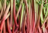 Rhubarbe
