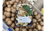 Mélange de champignons