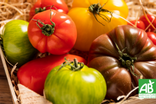 Tomates Saveur d'antan - Bio