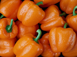 Poivrons oranges