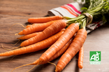 Carottes en botte - Bio