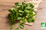 Menthe en botte - Bio