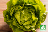 Feuille de chêne verte - Bio