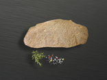 Escalope de veau panée