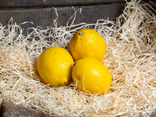 Citron jaune non traité