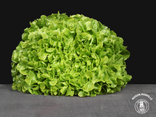 Feuille de chêne verte