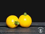 Courgette ronde jeune