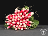Radis roses