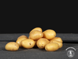 Pommes de terre grenaille