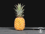Ananas Victoria