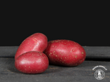 Pommes de terre rouge