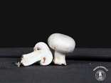 Champignons de Paris