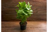 Basilic en pot