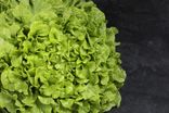 Feuille de chêne verte