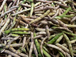 Haricots de Paimpol