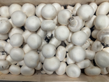 Champignons blancs de Paris
