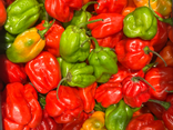 Piment Antillais