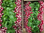 Radis roses bio