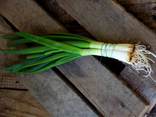 Oignons Cébette