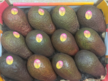 Avocat gros