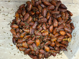 Amande commune peau romarin léger frite avec sel moyen