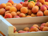 Abricots