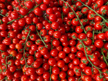 Tomates cerises