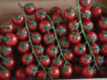 Tomates cerises Haut Clos