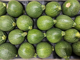 Courgette ronde