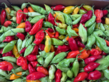 Piments vegetariens