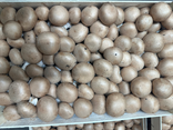 Champignons bruns de Paris