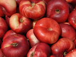 Nectarines plates