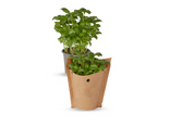 Basilic en pot