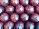 Nectavigne bio