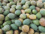Figues de barbaries sauvages