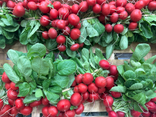 Radis rouges bio