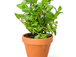 Menthe en pot